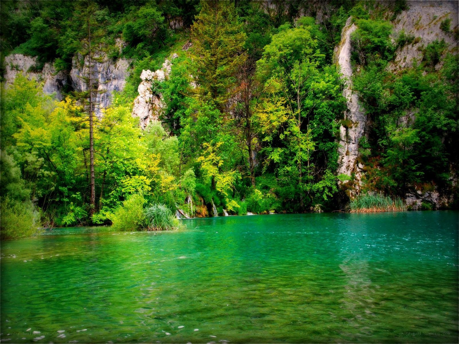 green lake in forest