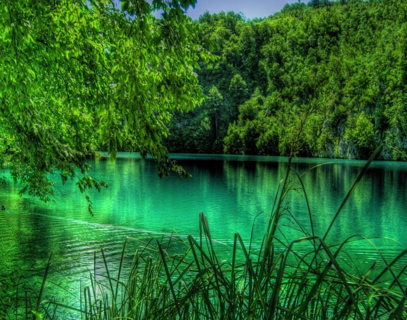 green lake in forest