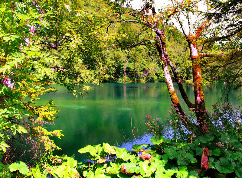 Green Lake in Forest — Serene, Afternoon, Photograph, Trees, Flowers