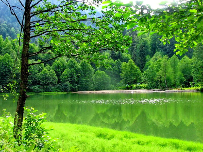 Green Lake in Forest — Serene, Afternoon, Photograph, Trees, Grass, Mountain