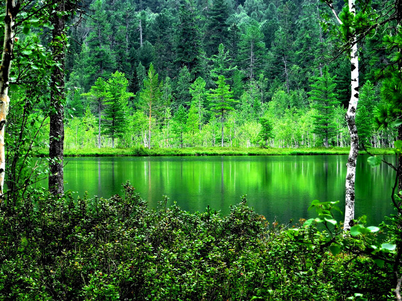 Green Lake in Forest — Serene, Summer