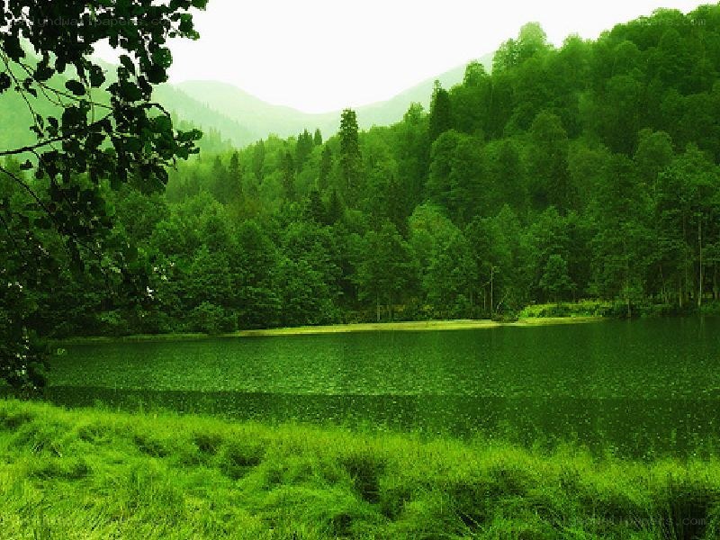 Green lake in forested mountains