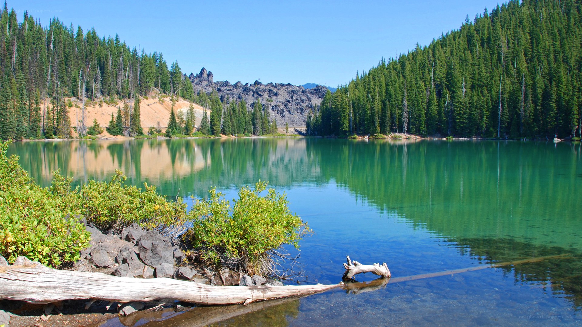 Green lake surrounded by forest