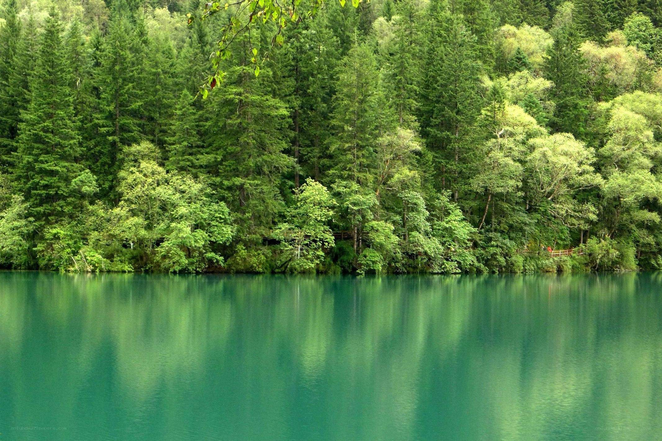 green lake surrounded by forest