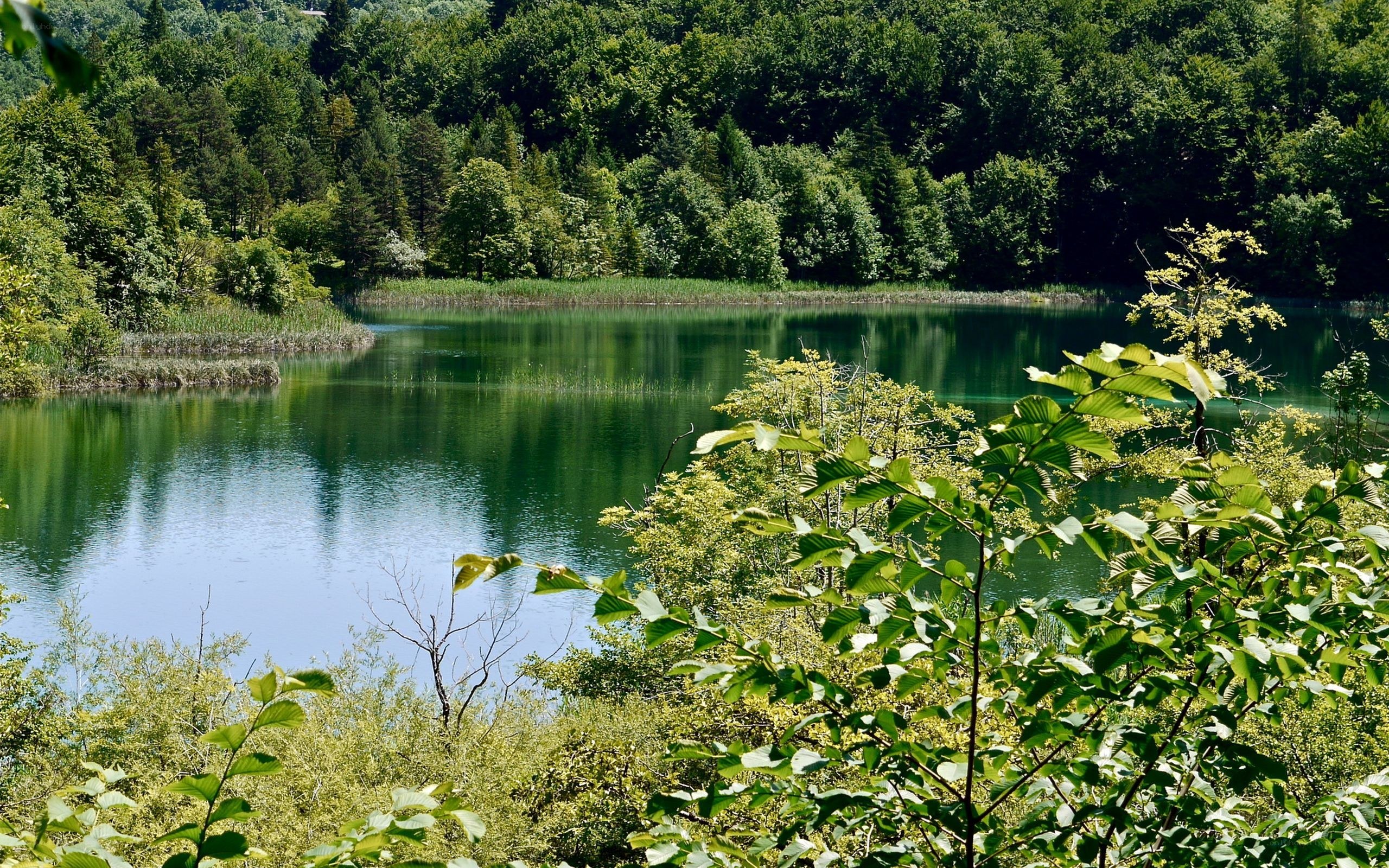 Green lake surrounded by forest