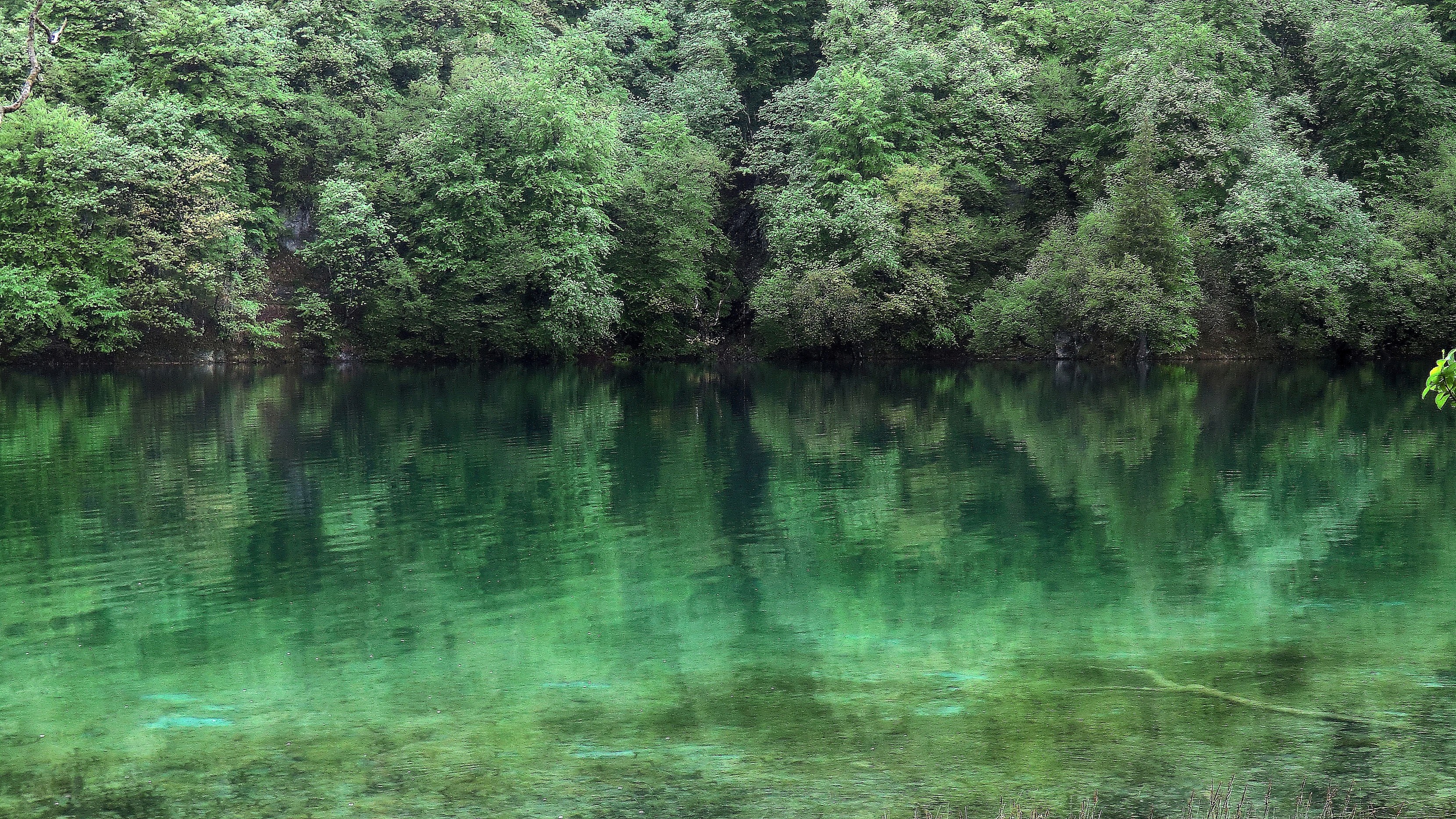 green lake surrounded by forest