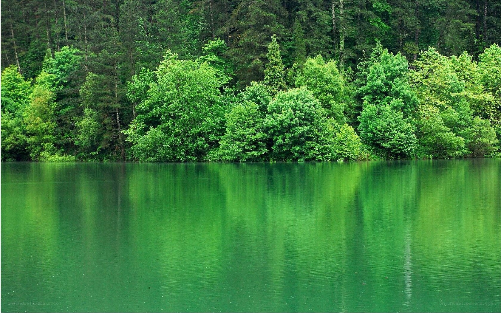 green lake surrounded by forest