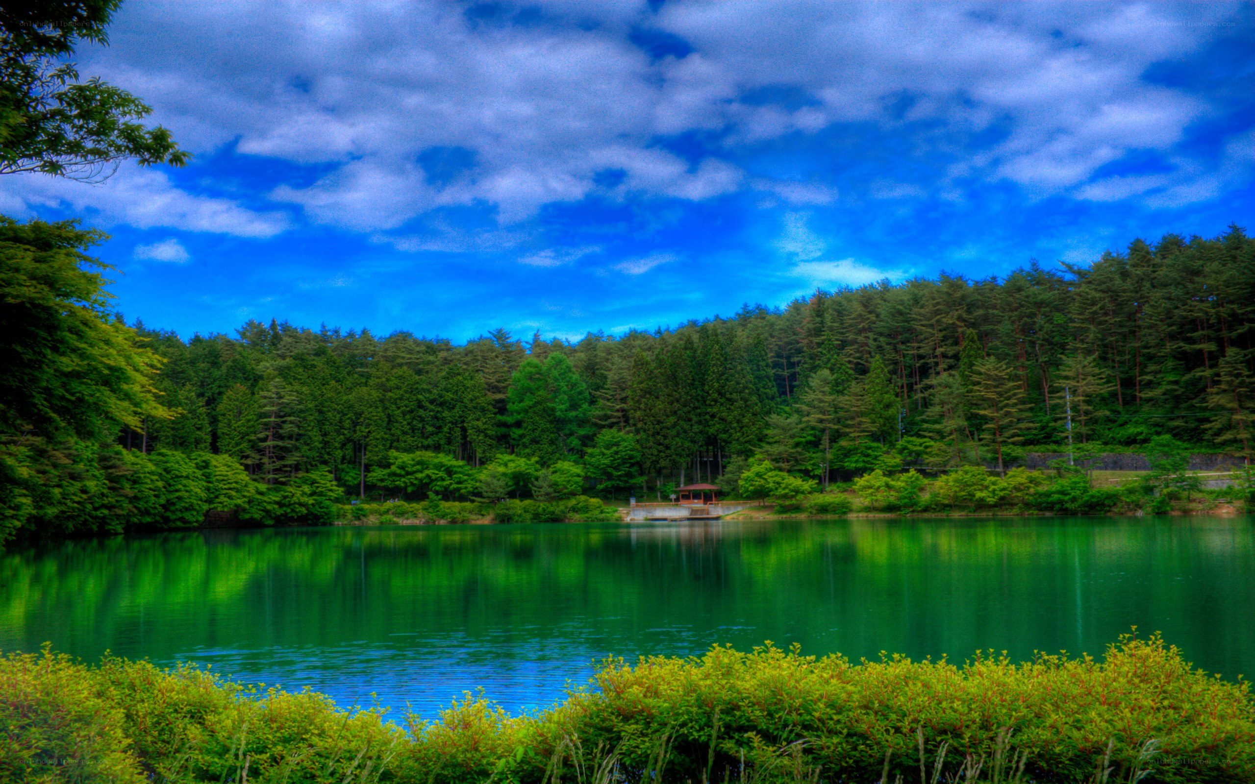 Green lake surrounded by forest