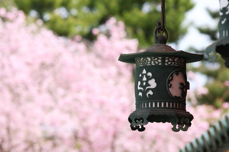 Green Lantern with Cherry Blossoms