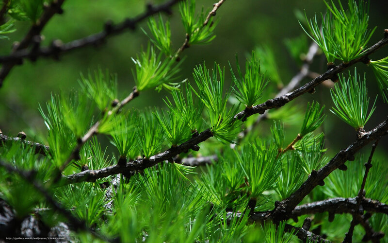 Green Larch Branches
