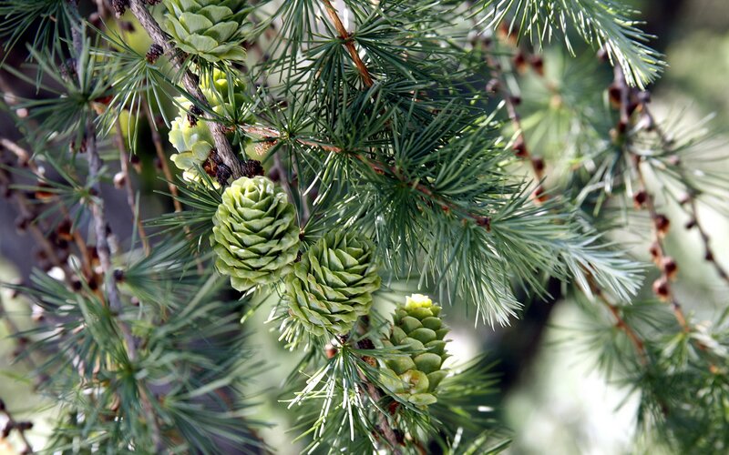Green Larch Cones