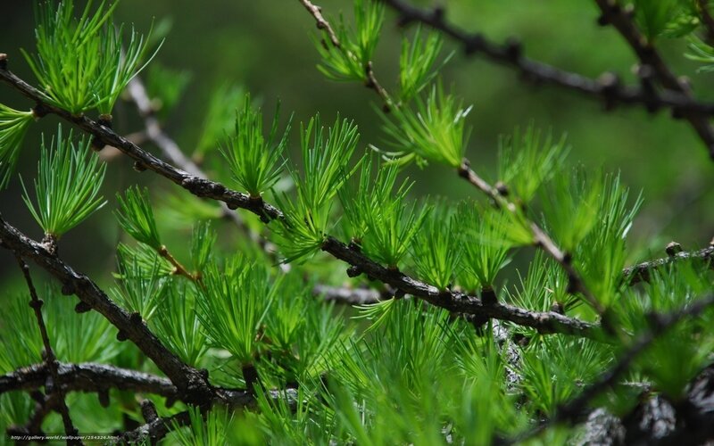 Green Larch Needles