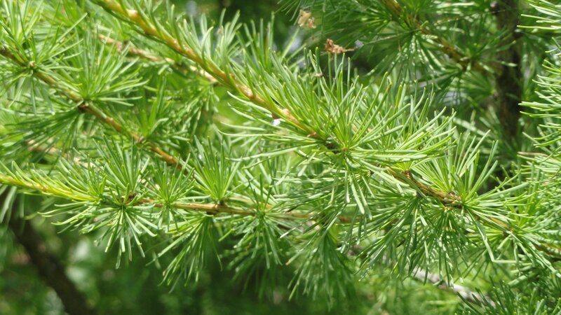 Green Larch Tree Needles