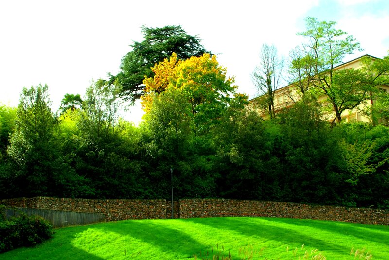 Green Lawn and Trees — Serene