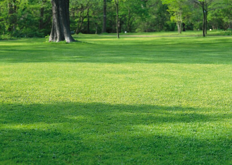 Green lawn in a park
