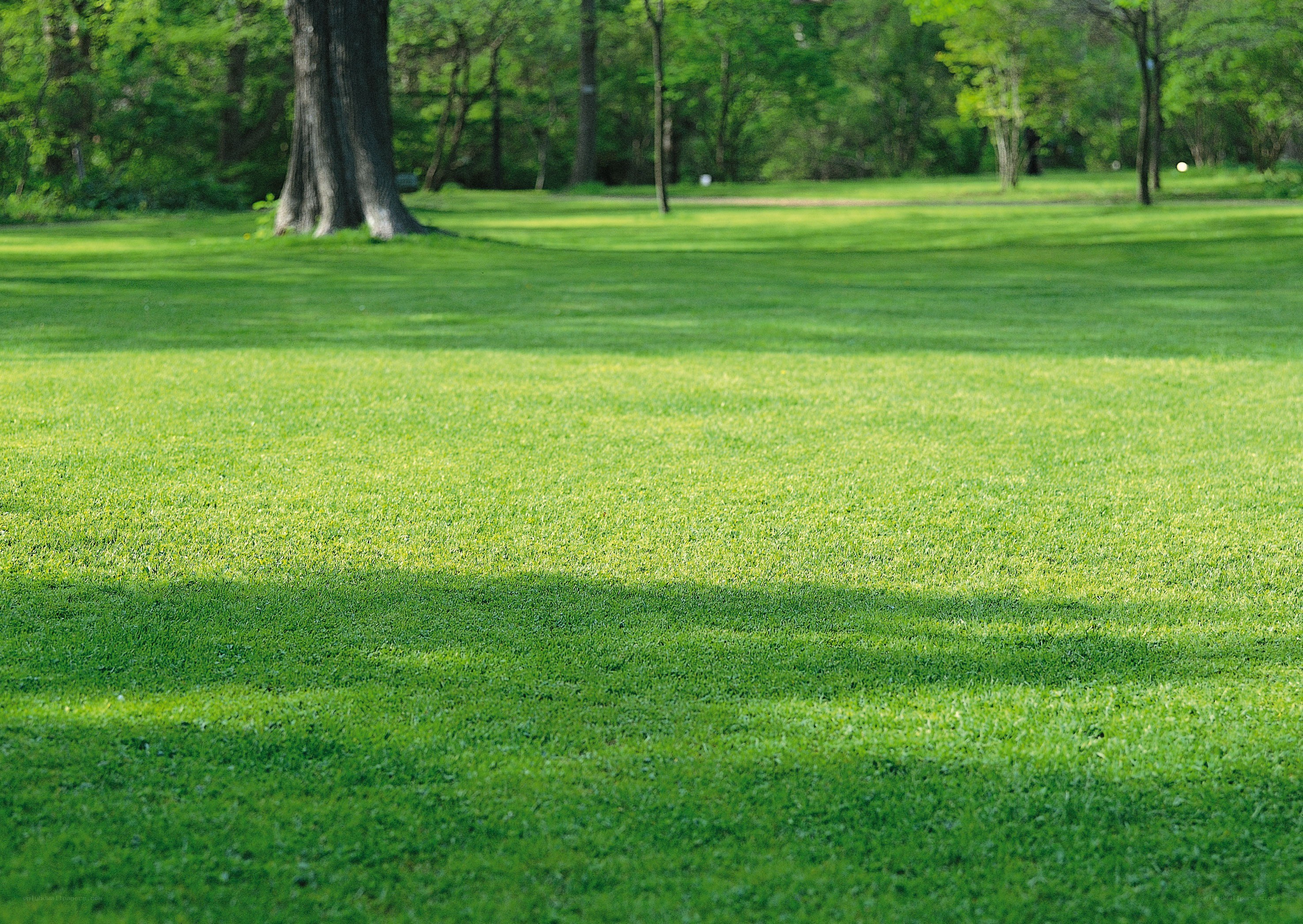 Green lawn in a park