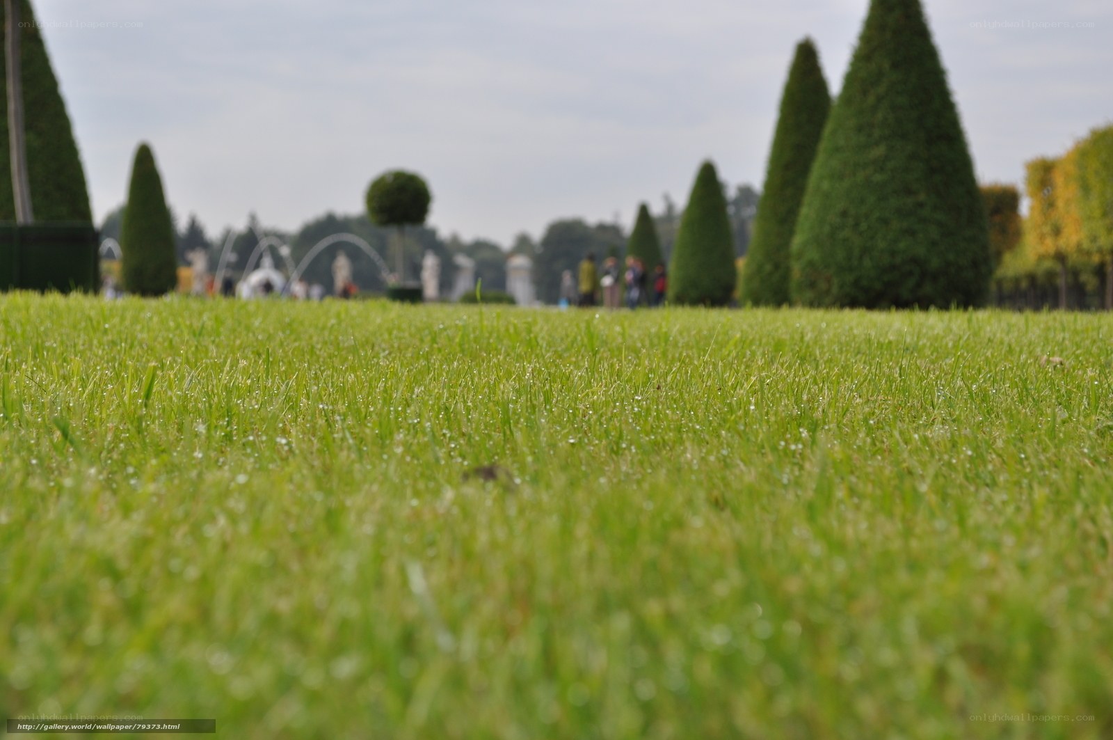 Green lawn in a park