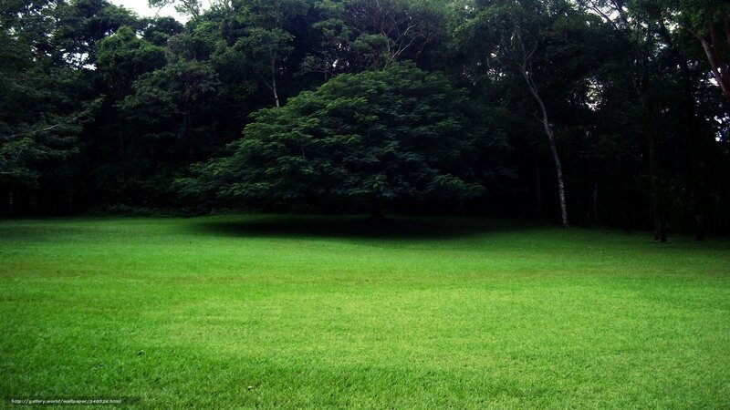 Green lawn in forest clearing