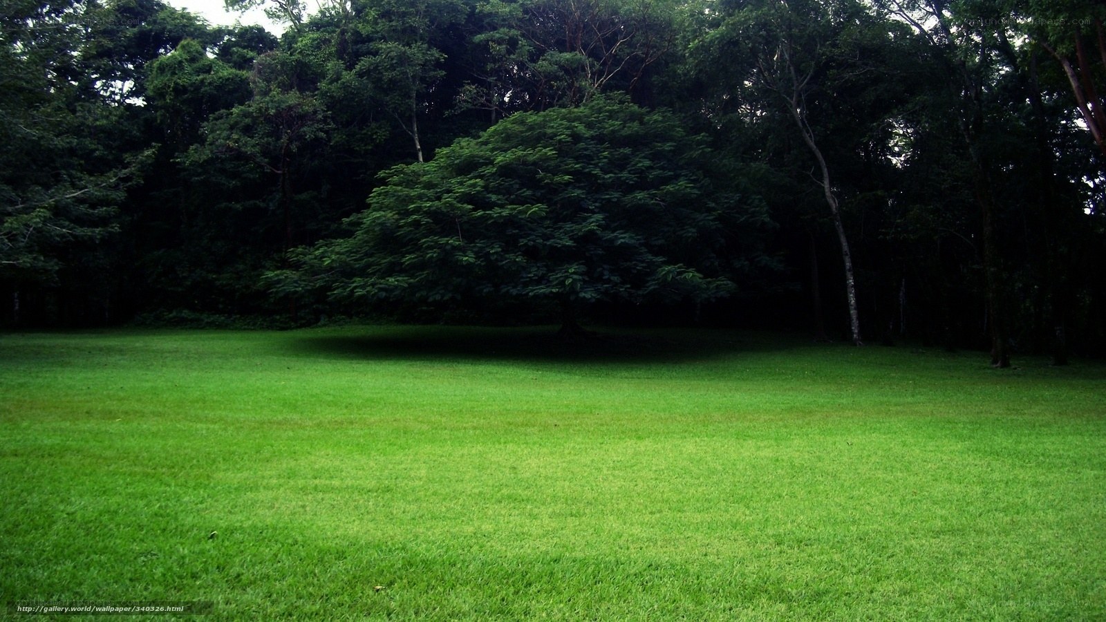 Green lawn in forest clearing