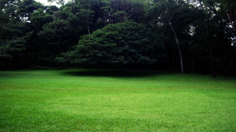 Green Lawn in Forest — Serene, Photograph