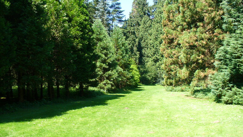 Green Lawn in Forest — Serene
