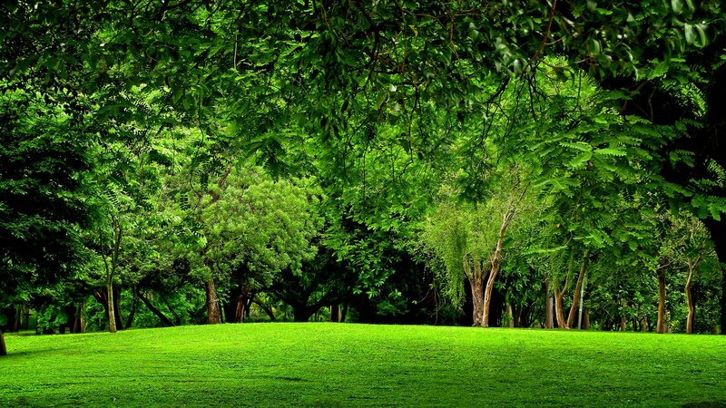 Green Lawn in Forest
