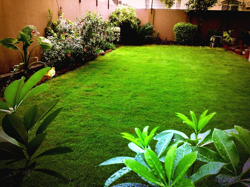 Green Lawn in Garden — Serene