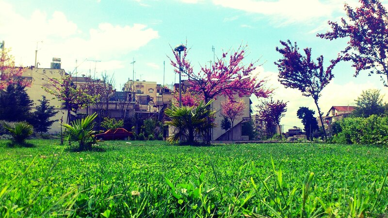 Green Lawn with Blooming Trees