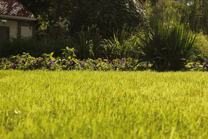 Green Lawn with Flowers