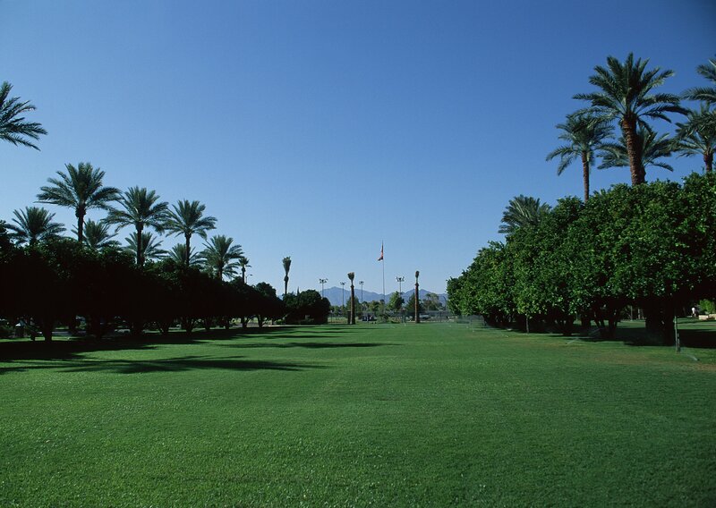 Green lawn with palm trees