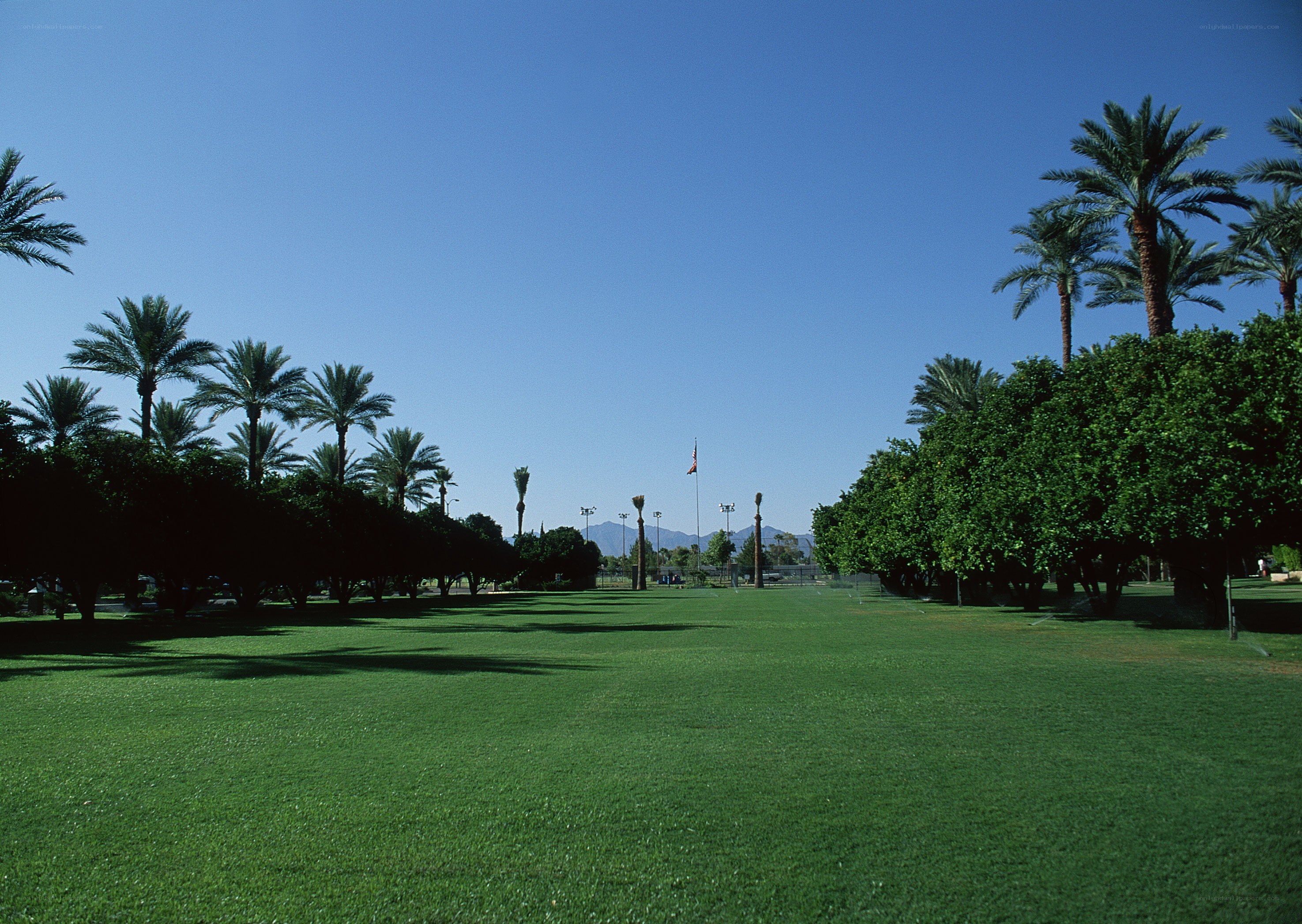 Green lawn with palm trees
