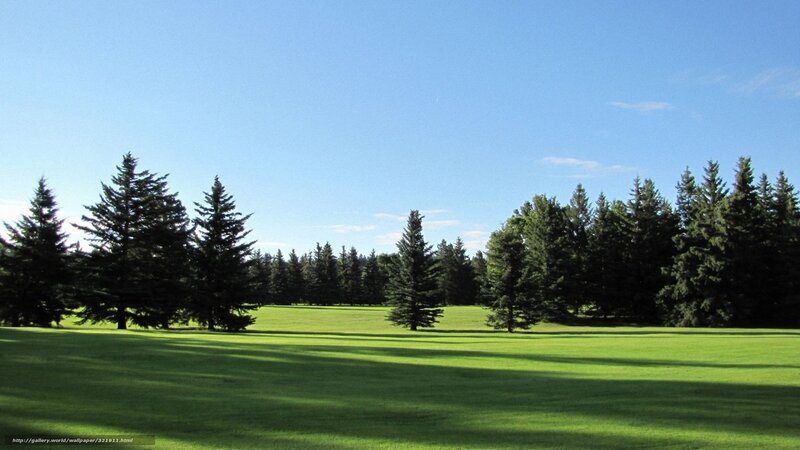 Green lawn with pine trees