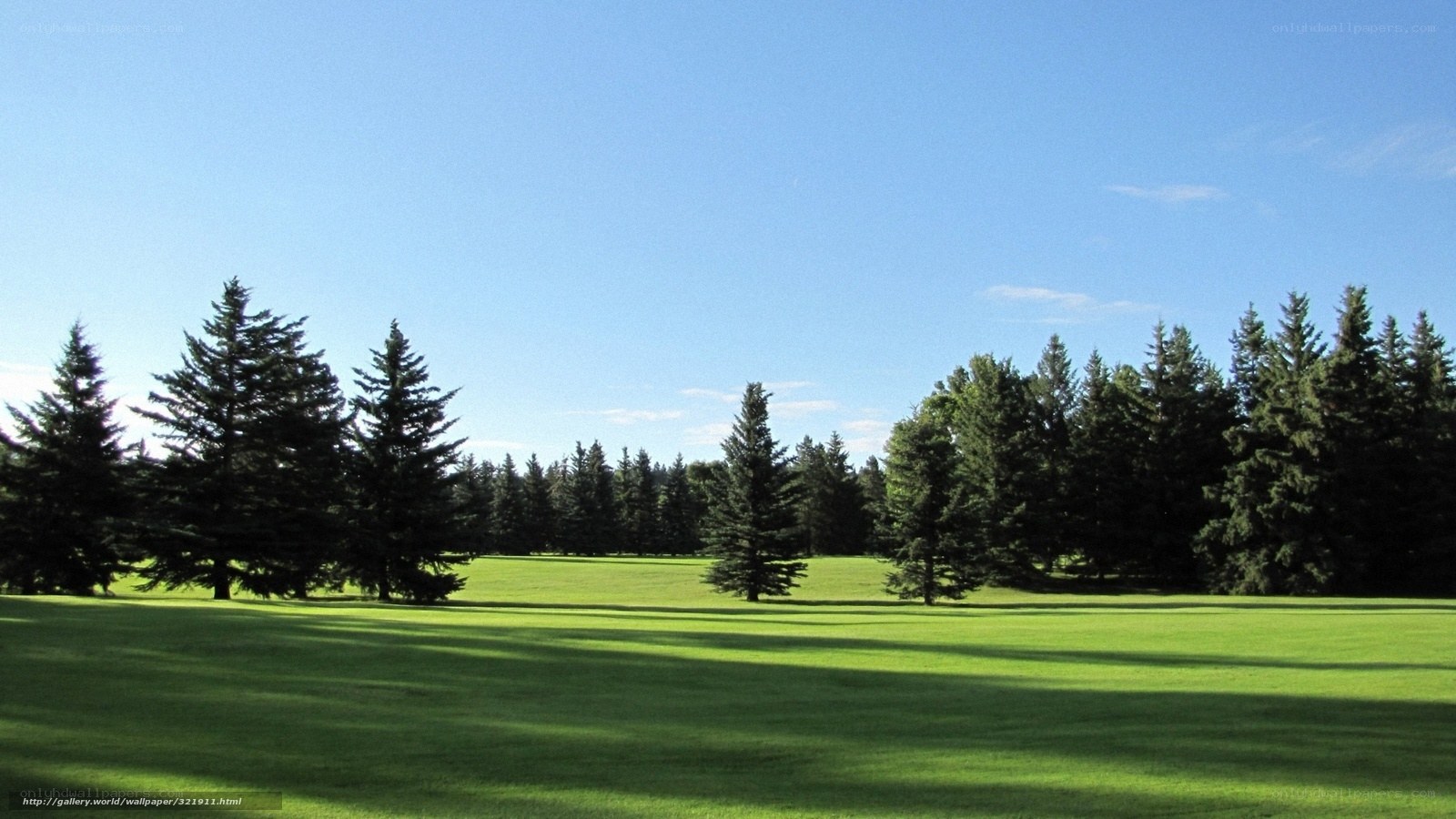 Green lawn with pine trees