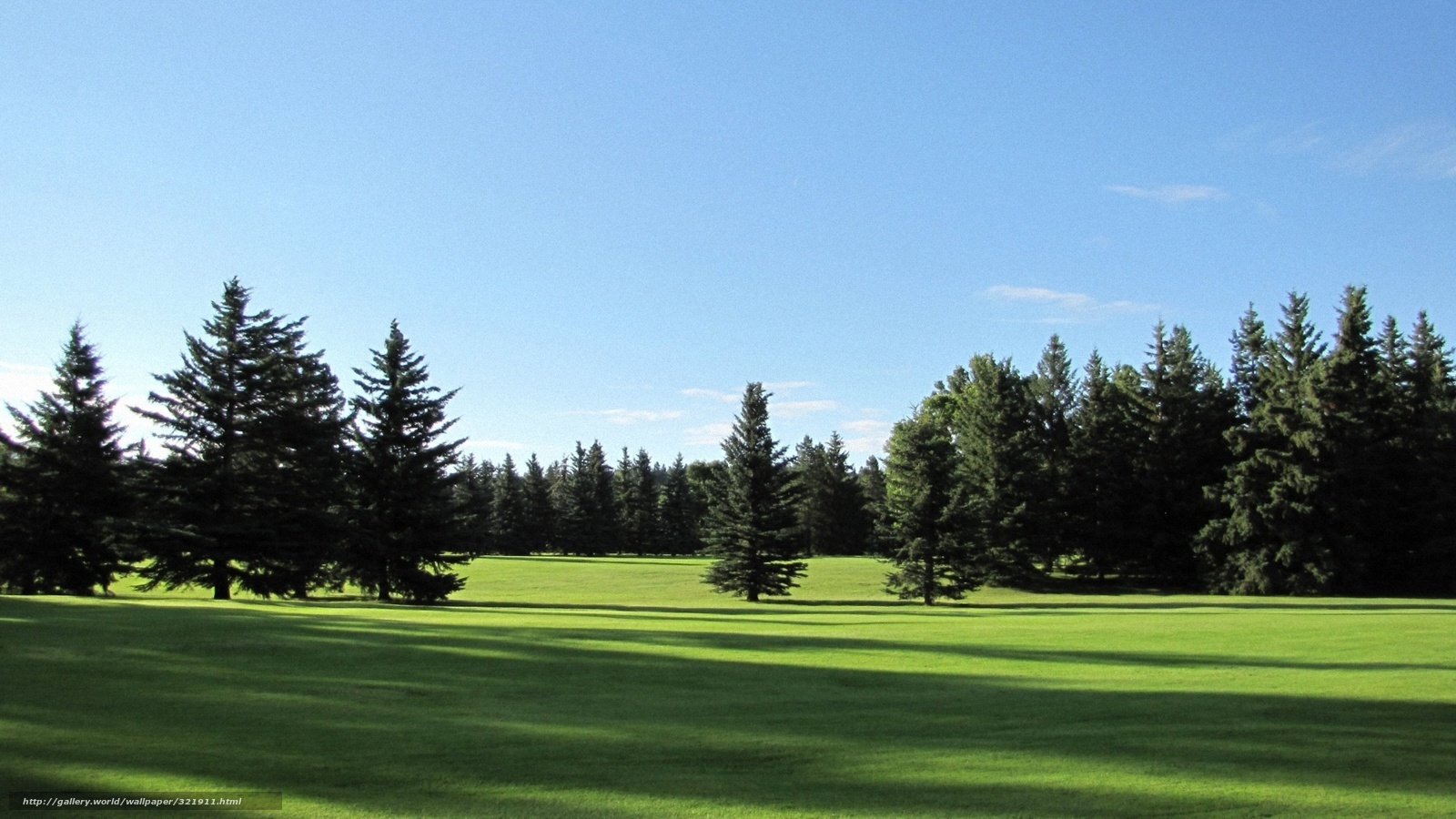 Green lawn with pine trees