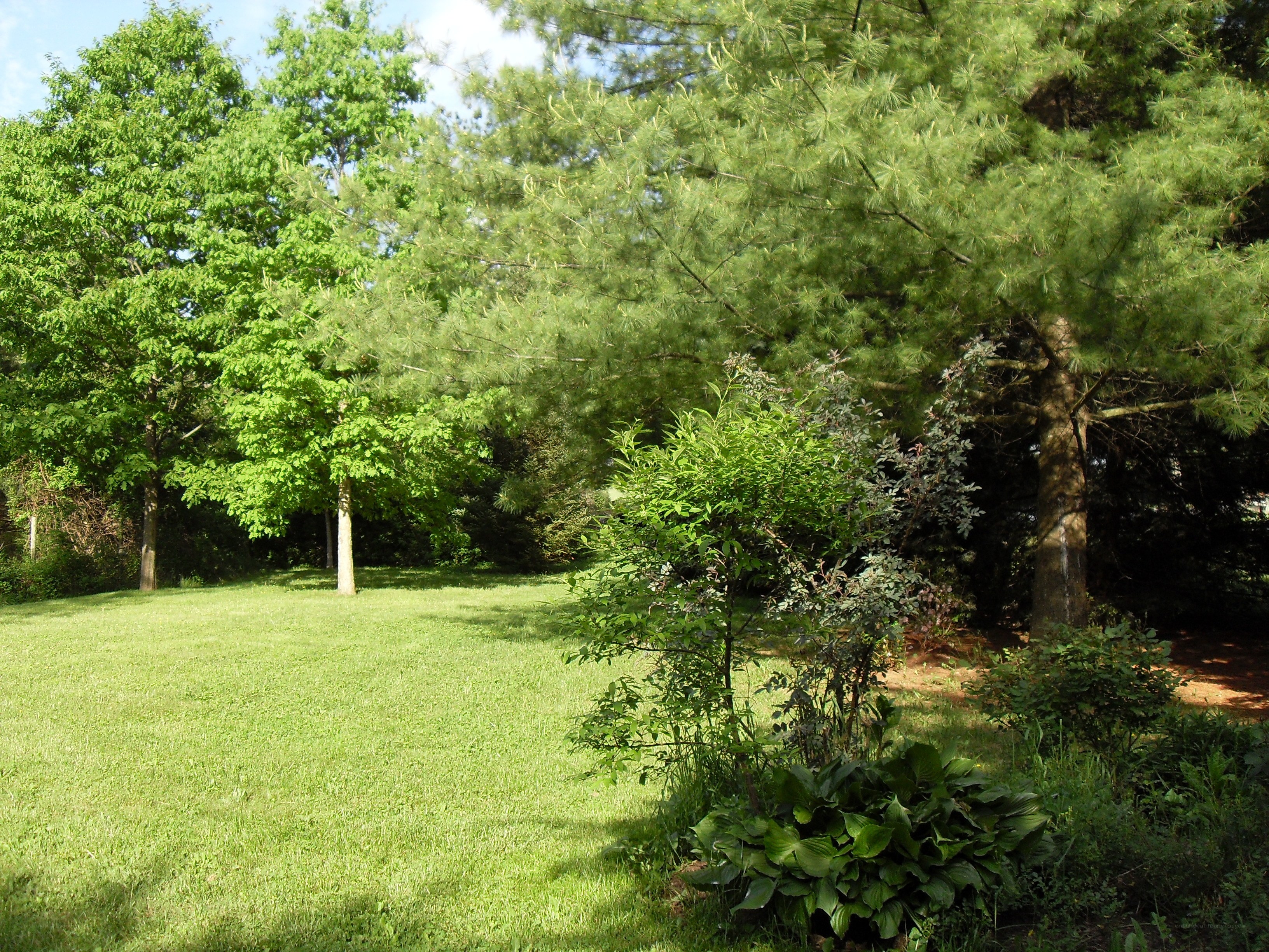 Green lawn with trees and shrubs