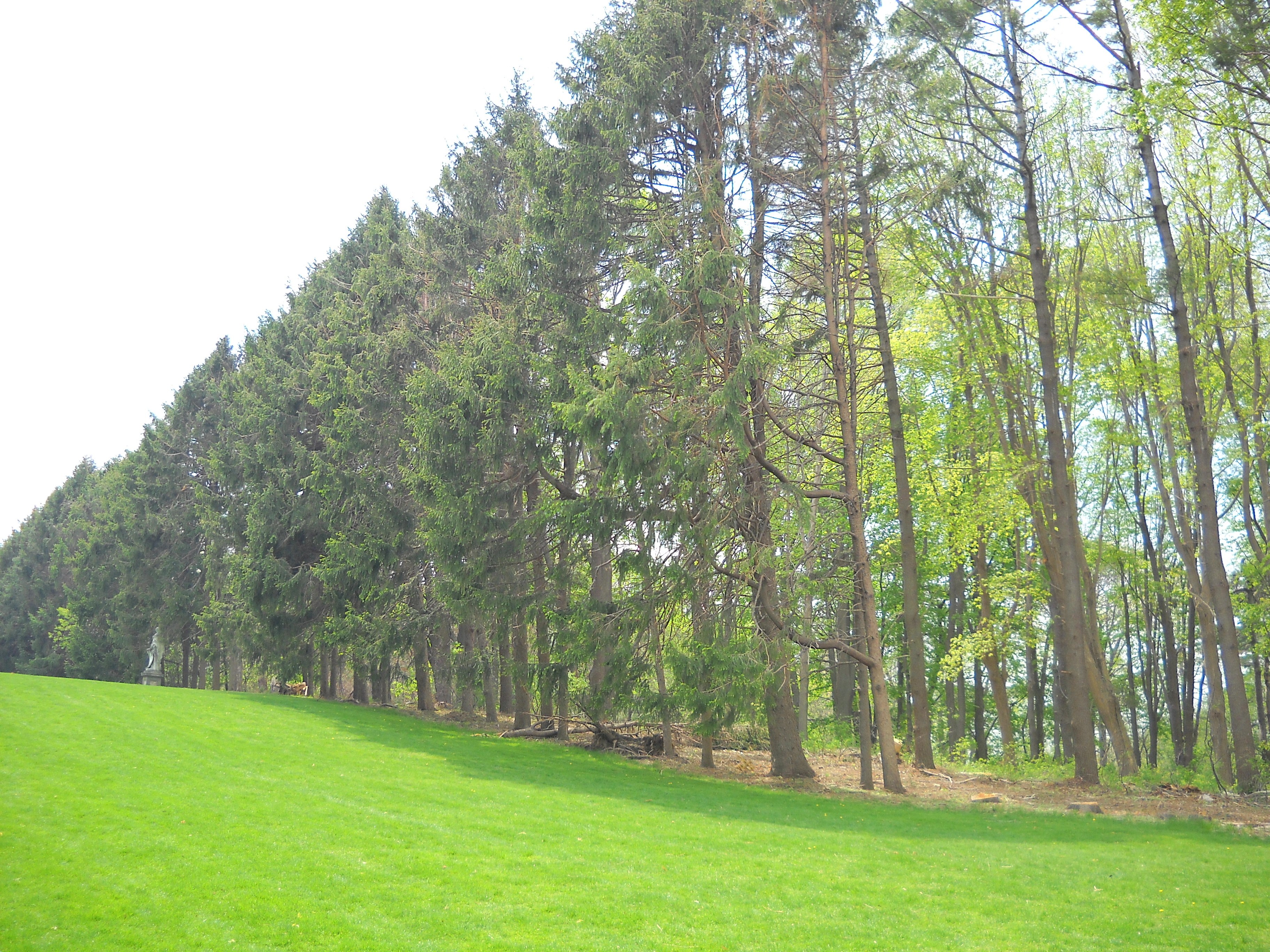 Green lawn with trees in background