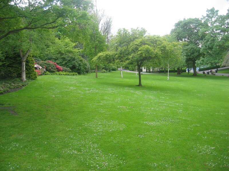 Green Lawn with Trees — Serene, Afternoon, Photograph