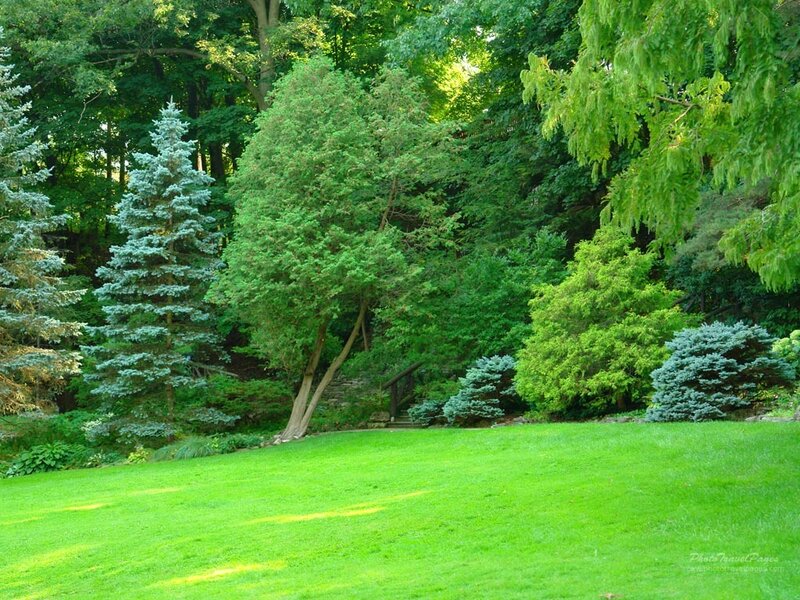 Green Lawn with Trees — Serene, Afternoon