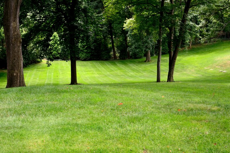 Green Lawn with Trees — Serene, Summer