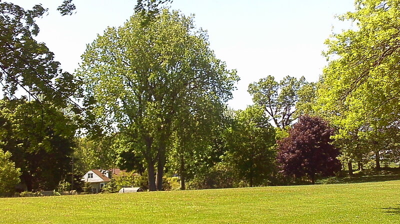 Green Lawn with Trees — Serene
