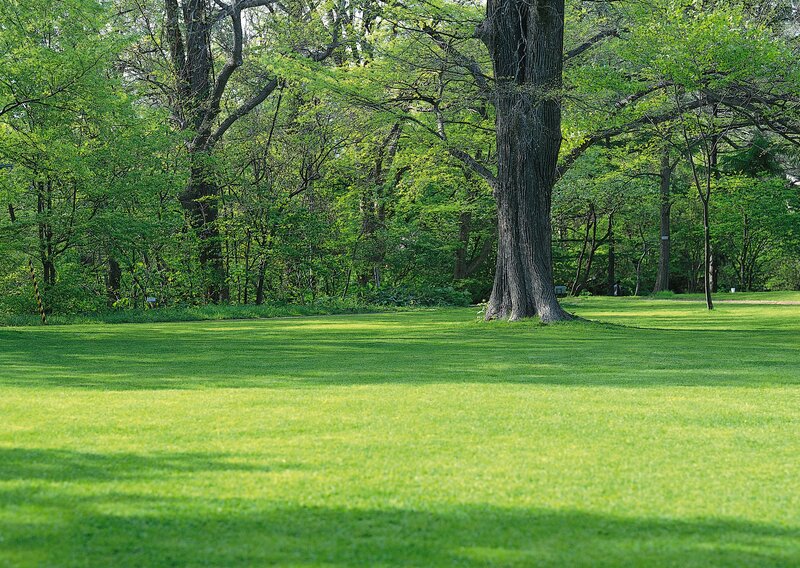Green lawn with trees