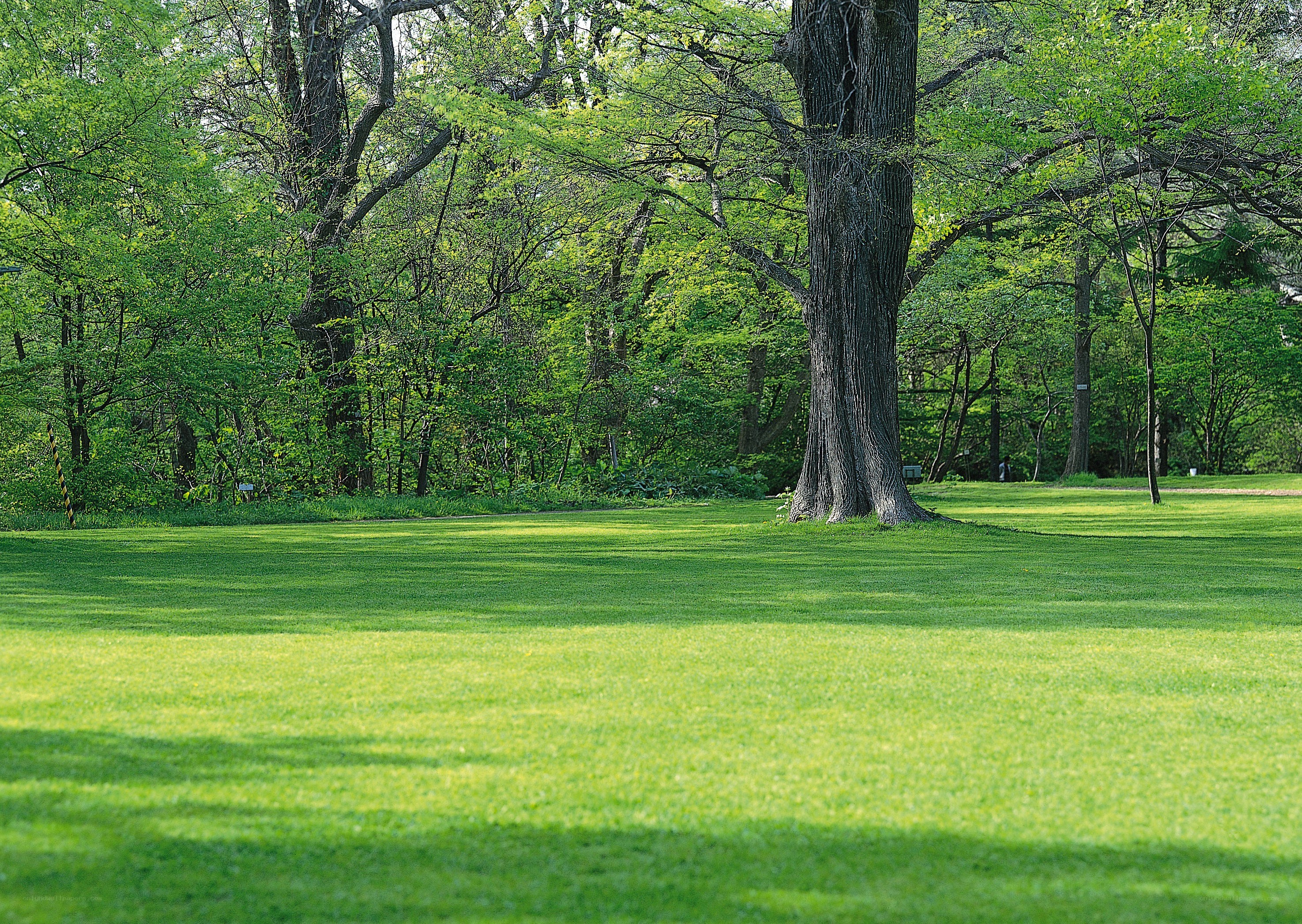 Green lawn with trees