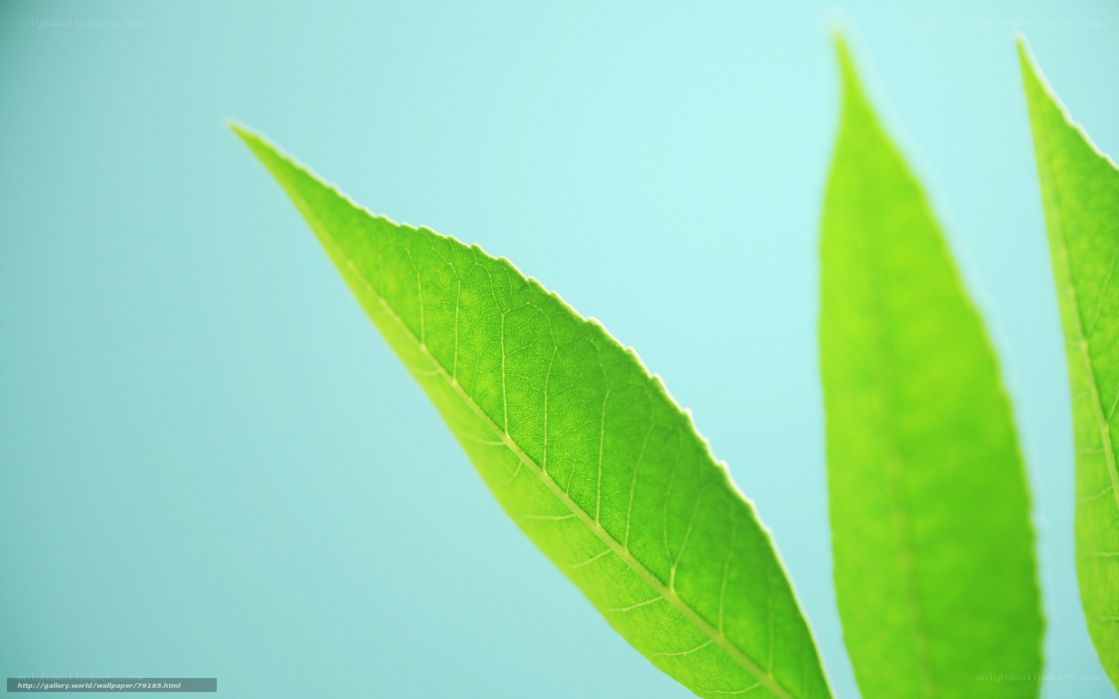 green leaf against blue background