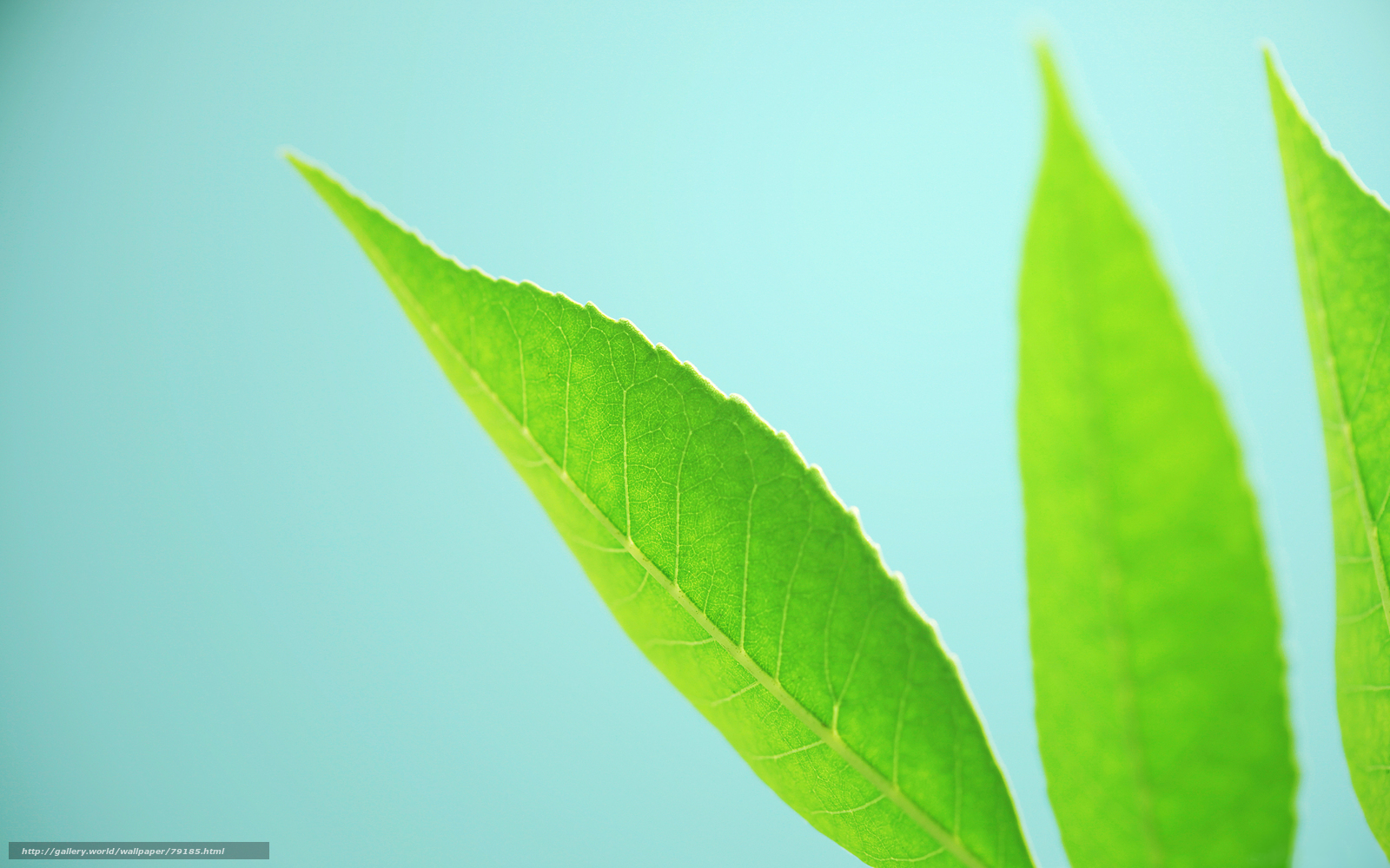 green leaf against blue background