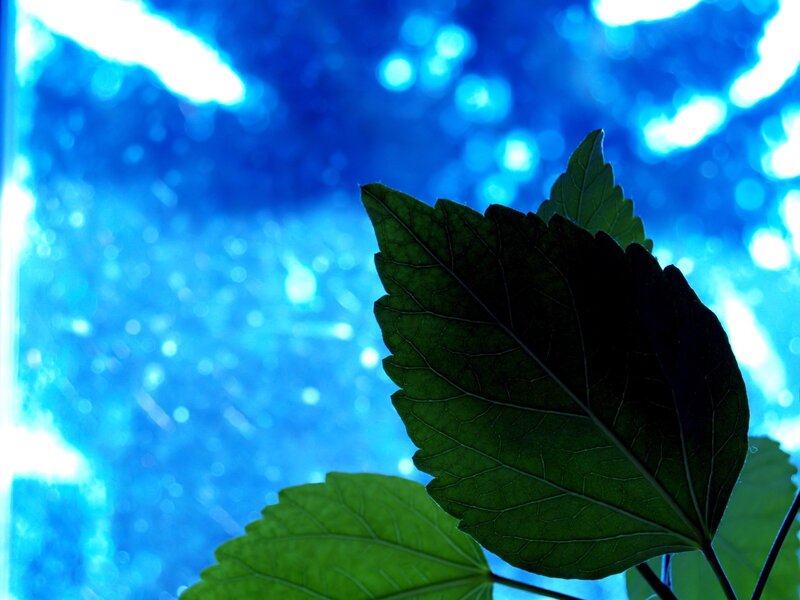 Green Leaf Against Blue Background — Serene