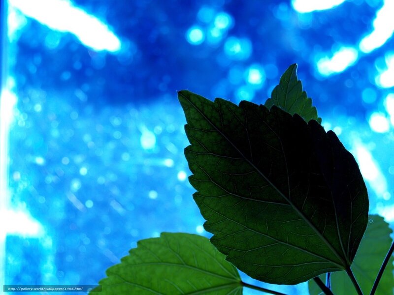 green leaf against blue background