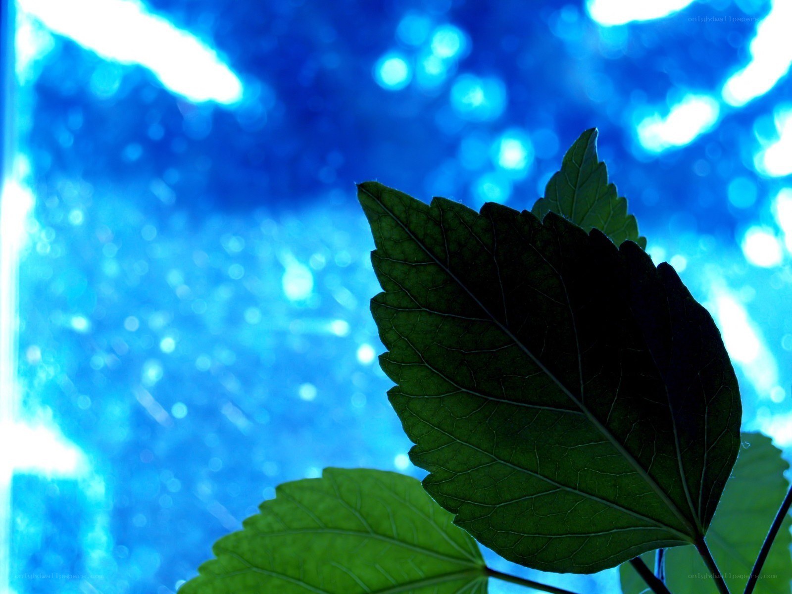 green leaf against blue light