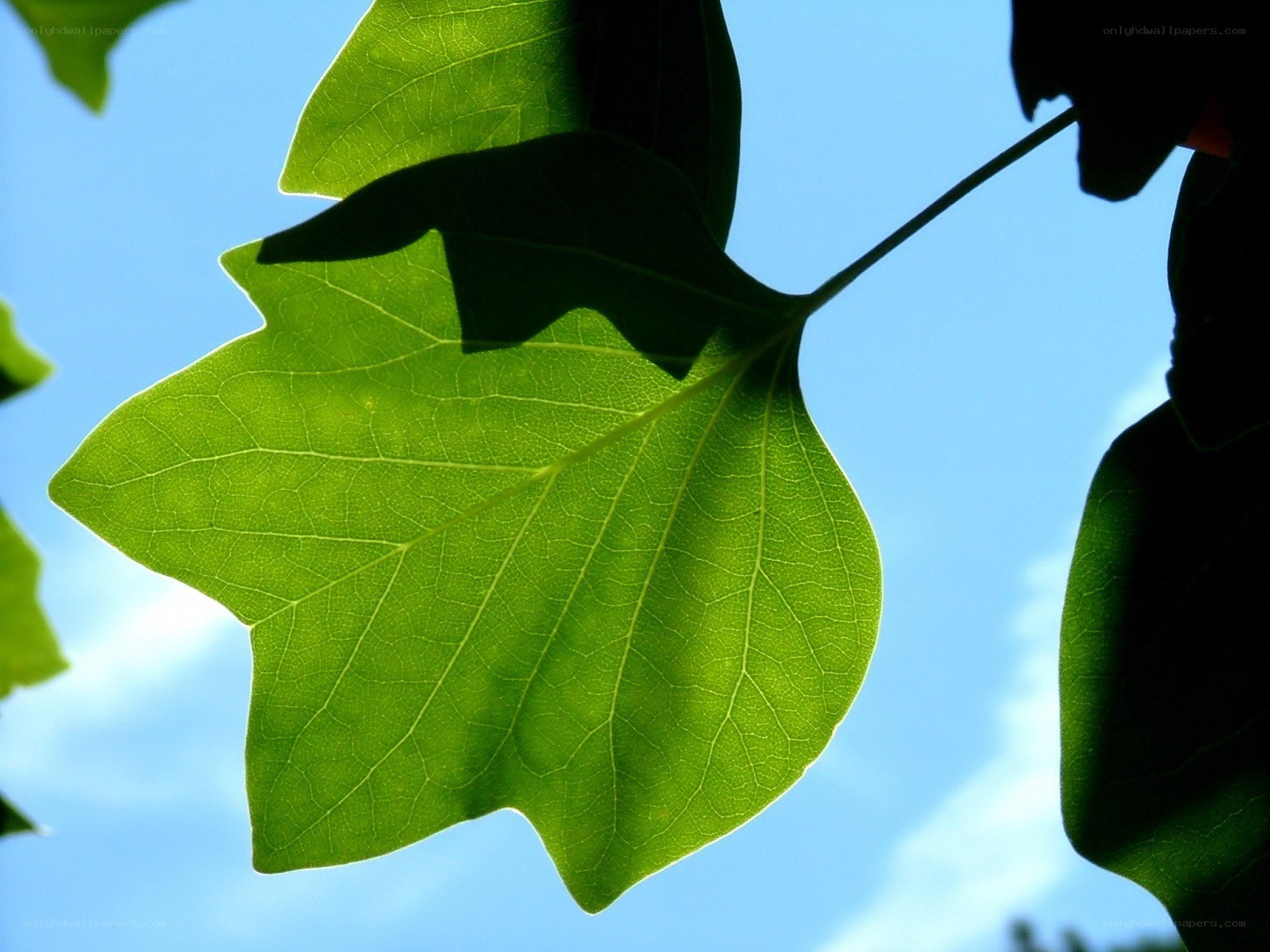 green leaf against blue sky