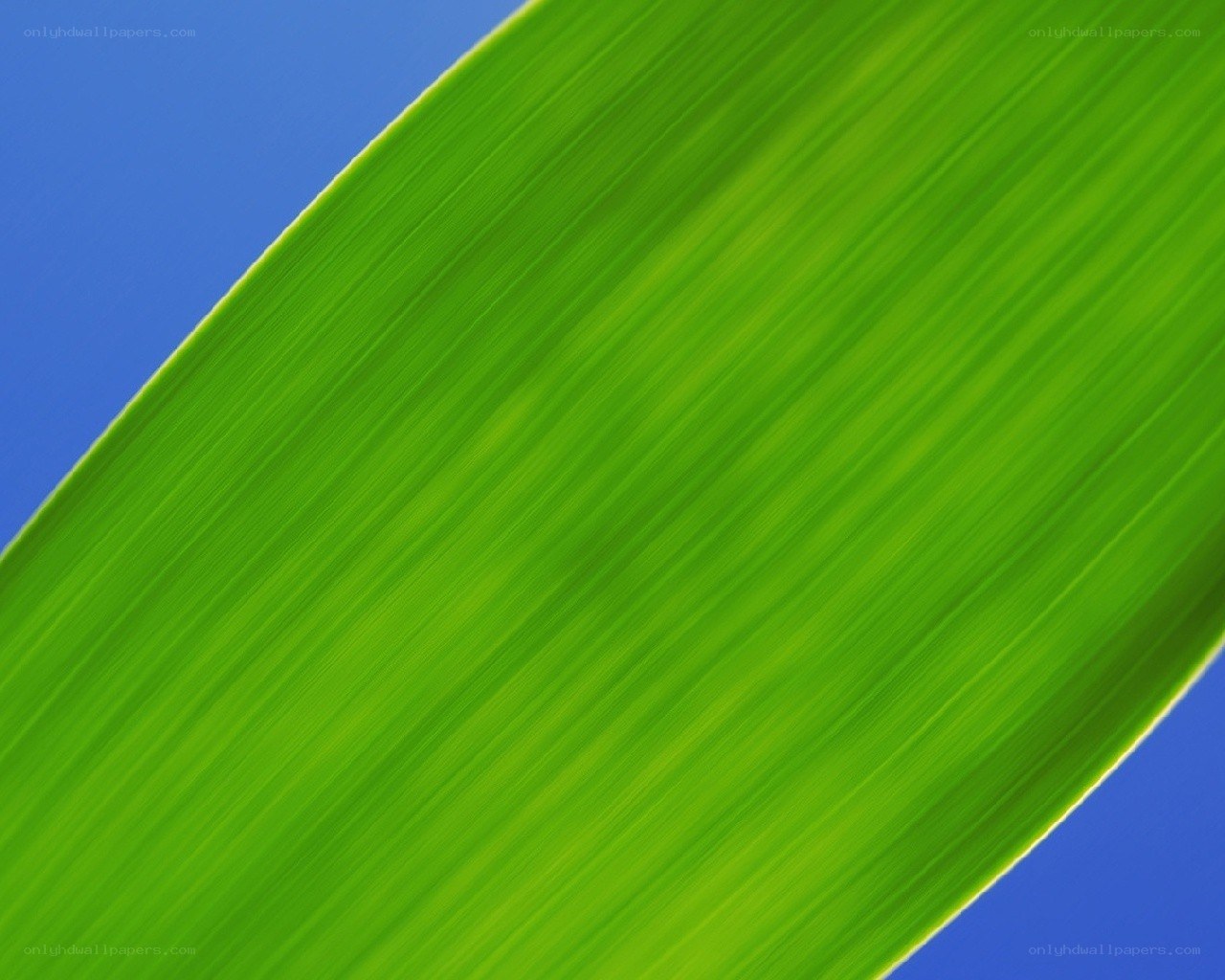 green leaf against blue sky