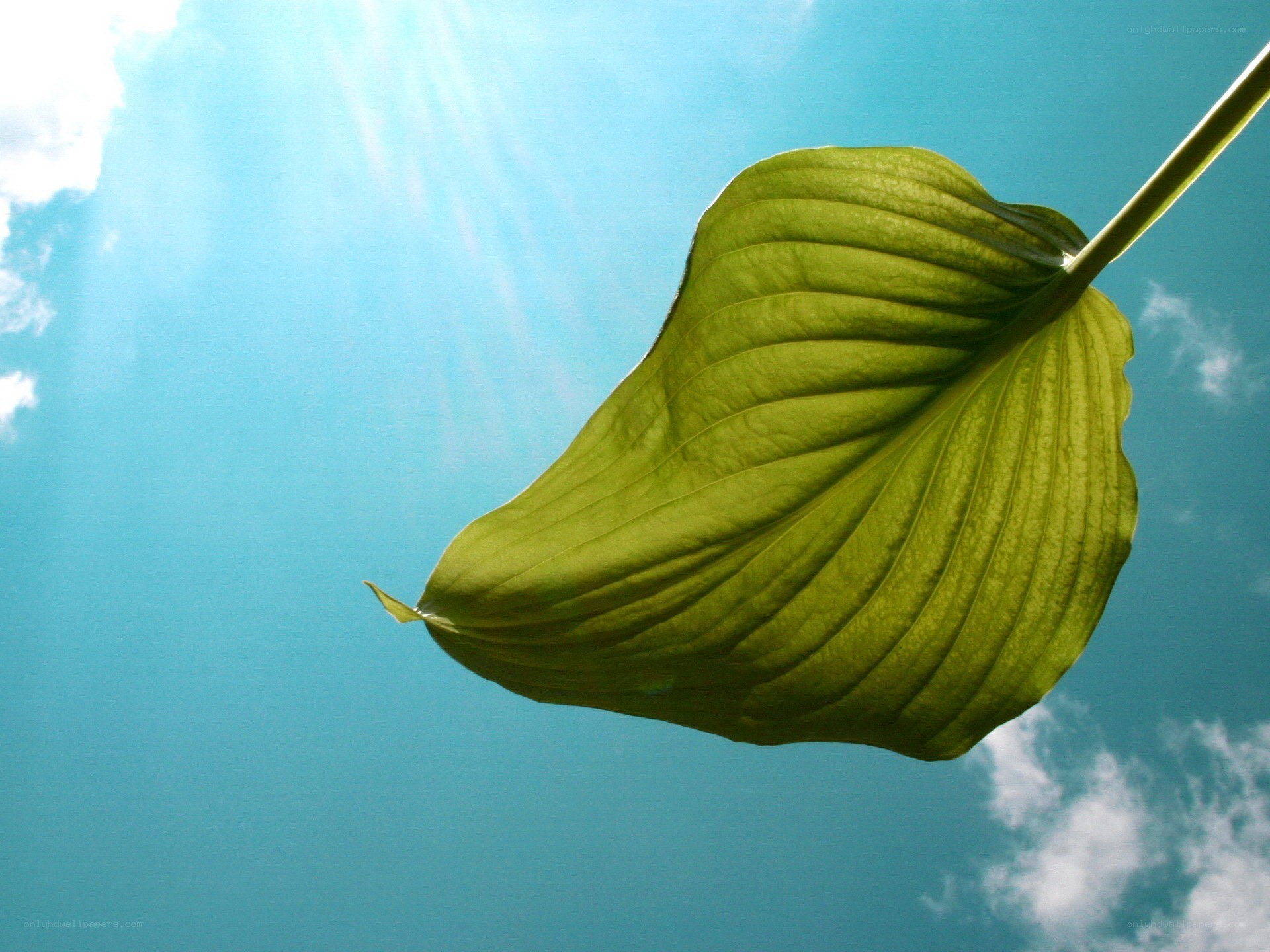 green leaf against blue sky